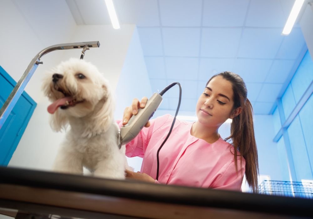 mobile pet groomer